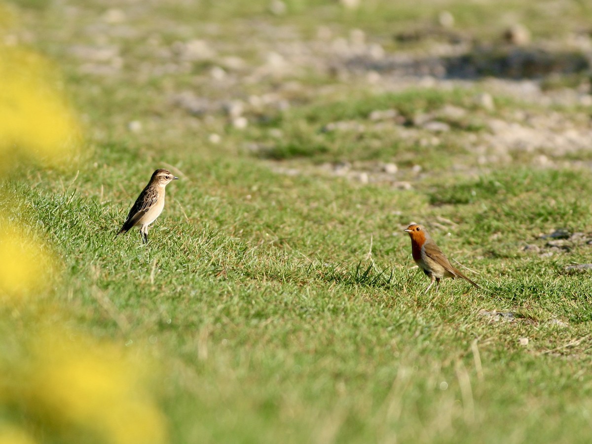 Whinchat - ML645792106