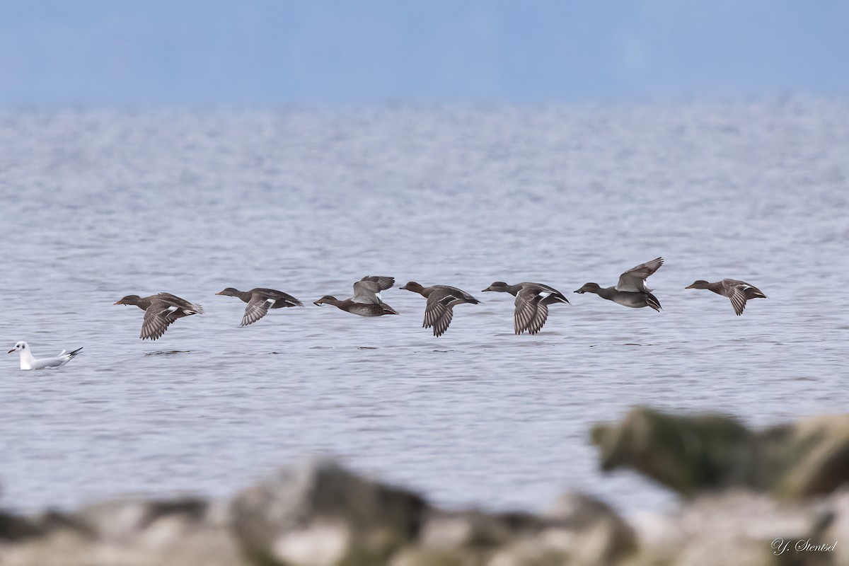 Gadwall - ML645792109