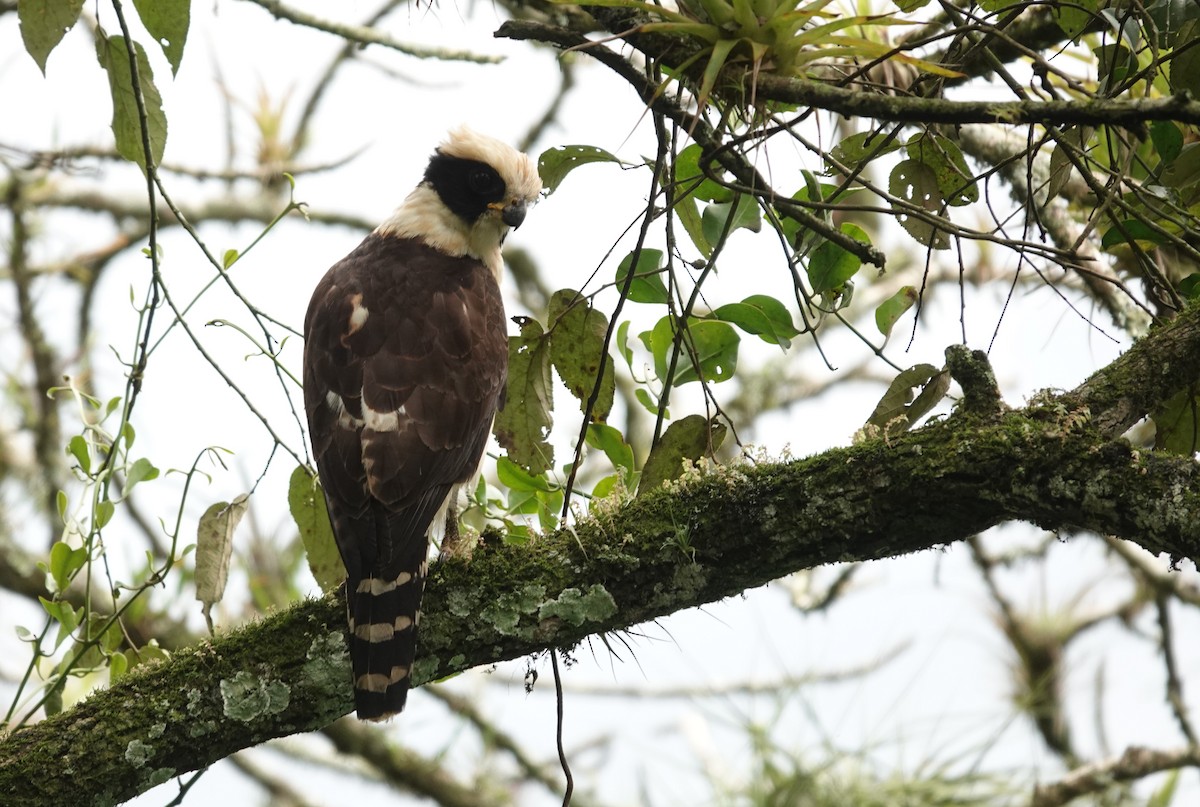 sokolec volavý - ML645792121