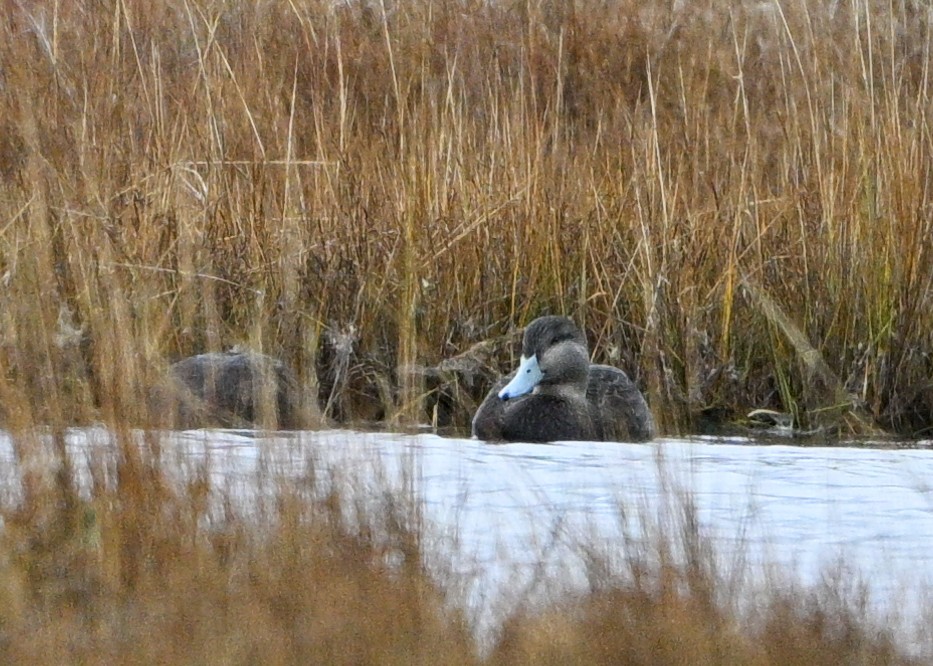 American Black Duck - ML645792122