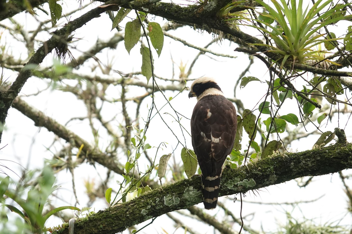 sokolec volavý - ML645792125