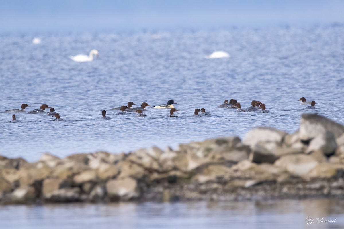 Common Merganser - ML645792138
