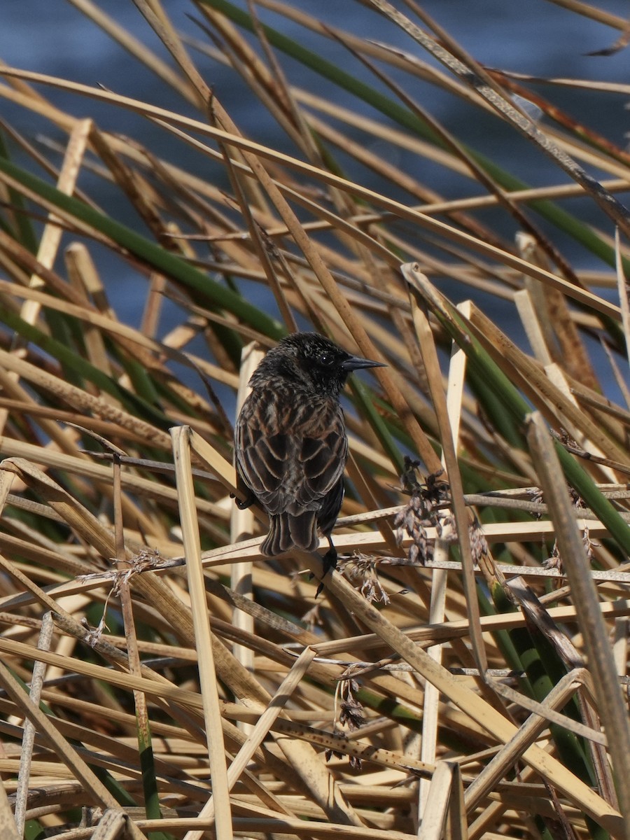 Yellow-winged Blackbird - ML645792141