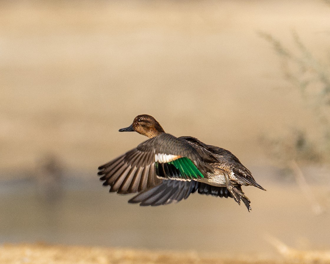 Cerceta Común (Euroasiática) - ML645792166