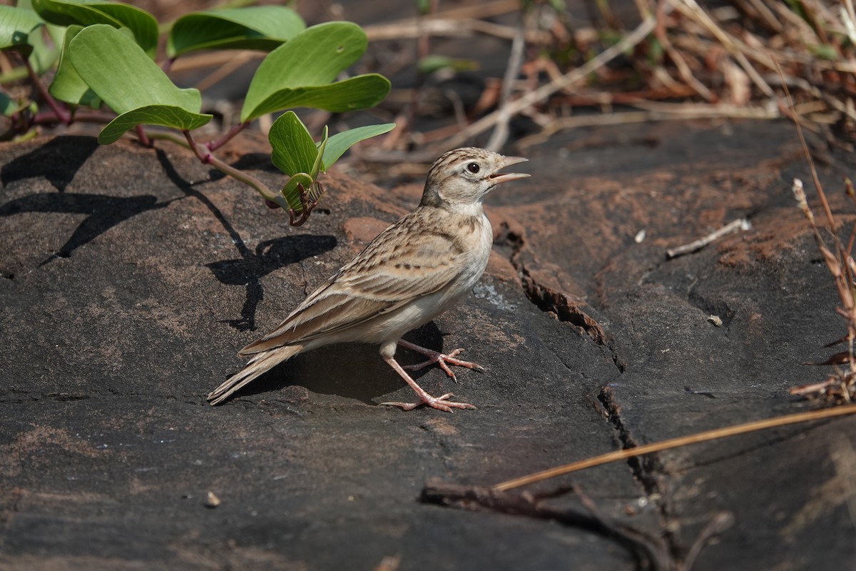 Жайворонок тибетський - ML645792186