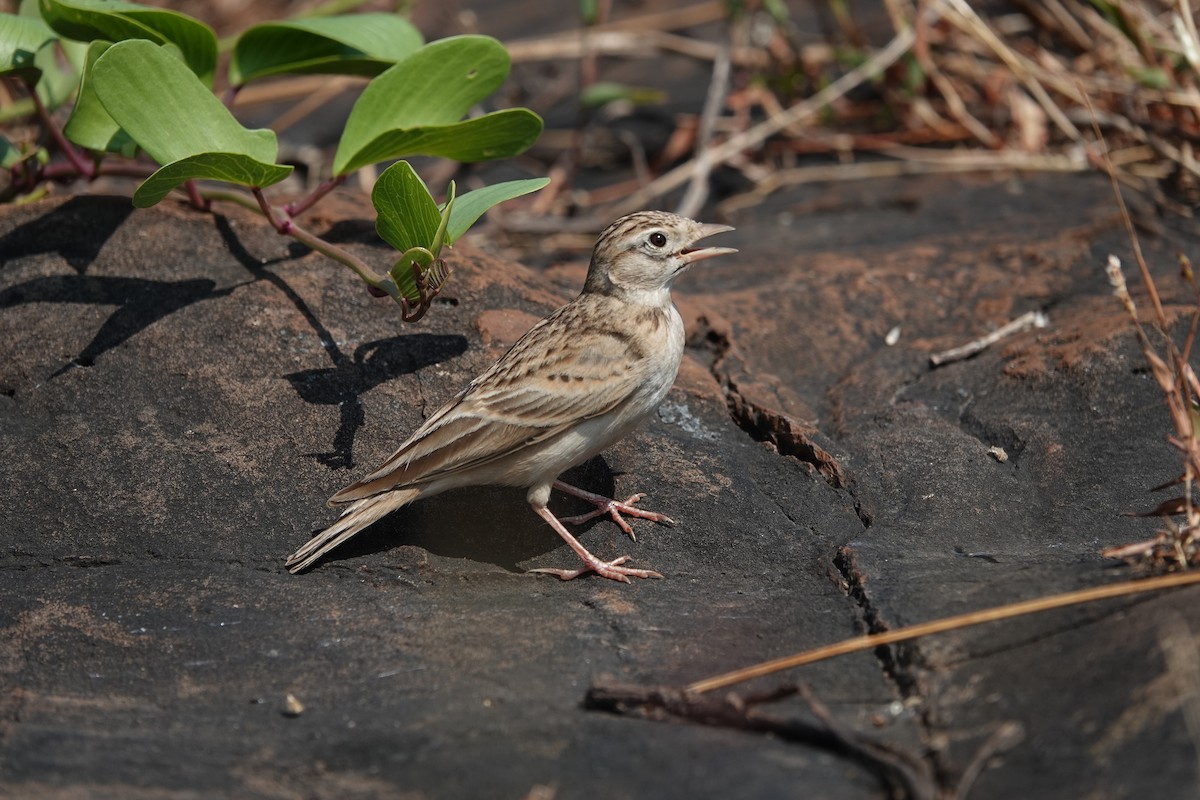 Жайворонок тибетський - ML645792187