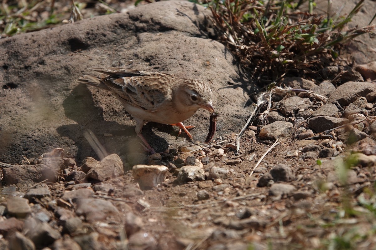 Жайворонок тибетський - ML645792188
