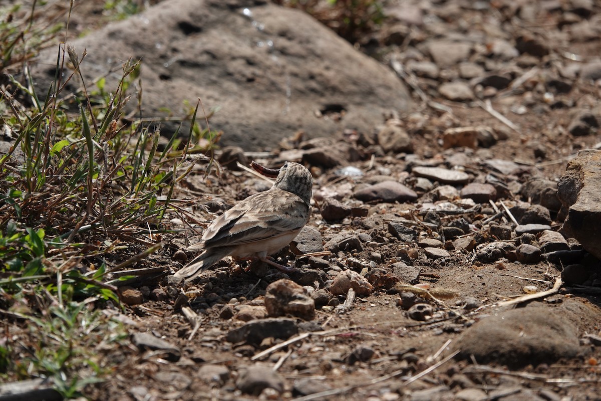Жайворонок тибетський - ML645792190