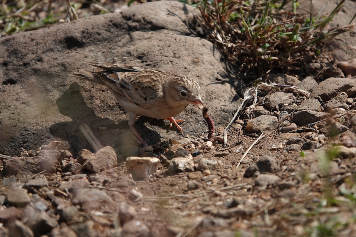 Жайворонок тибетський - ML645792191