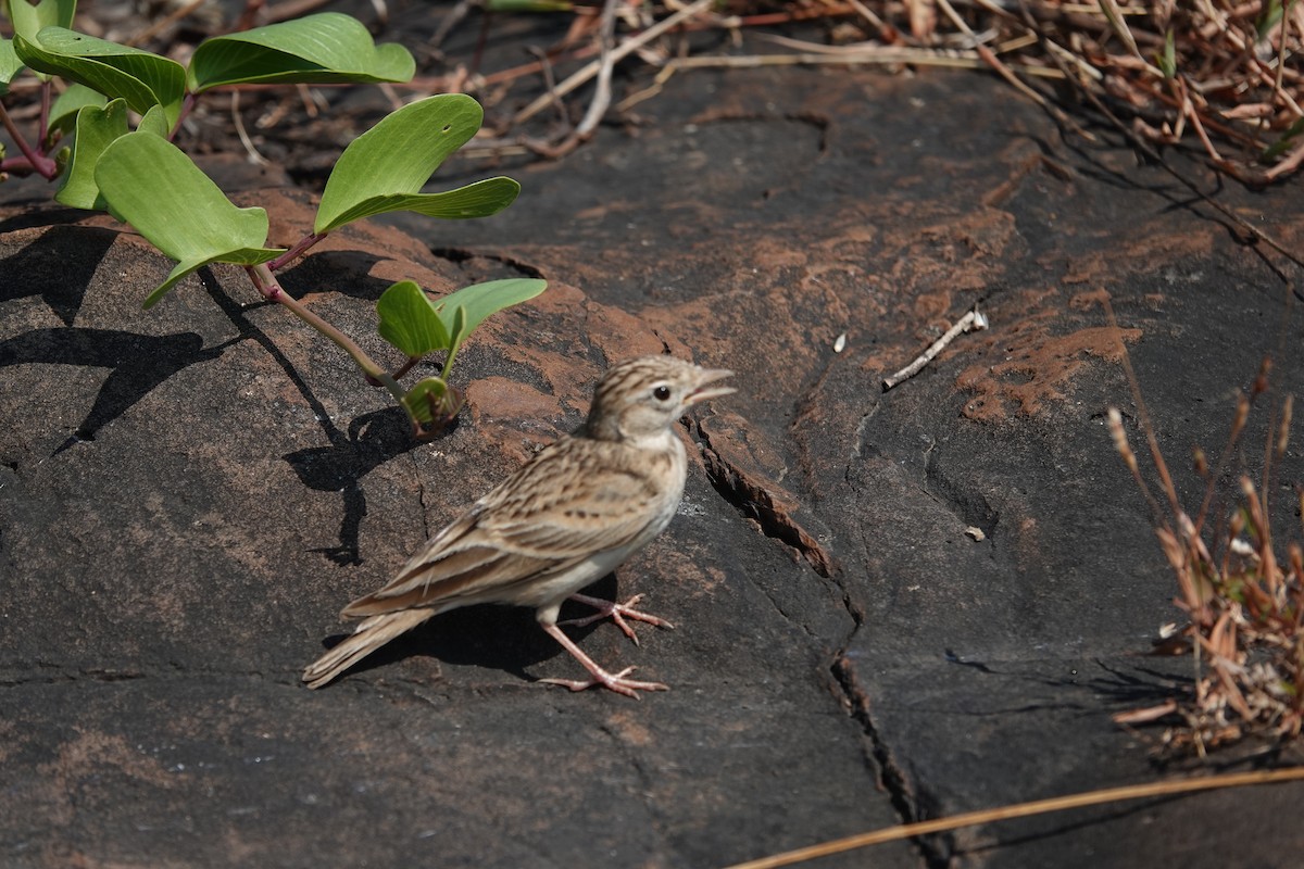 Жайворонок тибетський - ML645792192