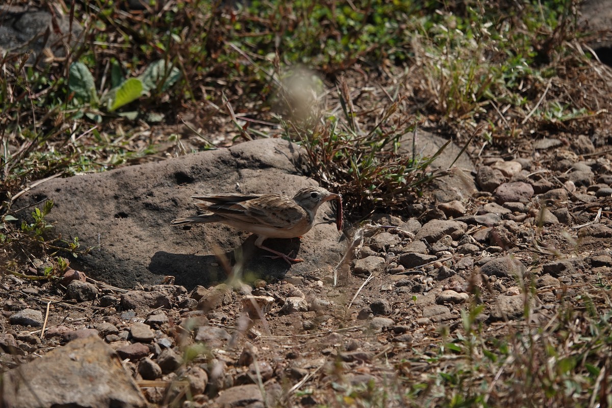 Жайворонок тибетський - ML645792193