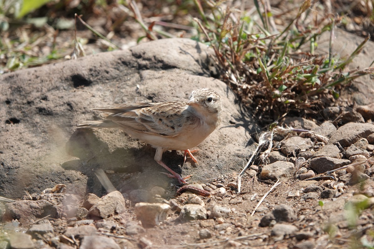 Жайворонок тибетський - ML645792195