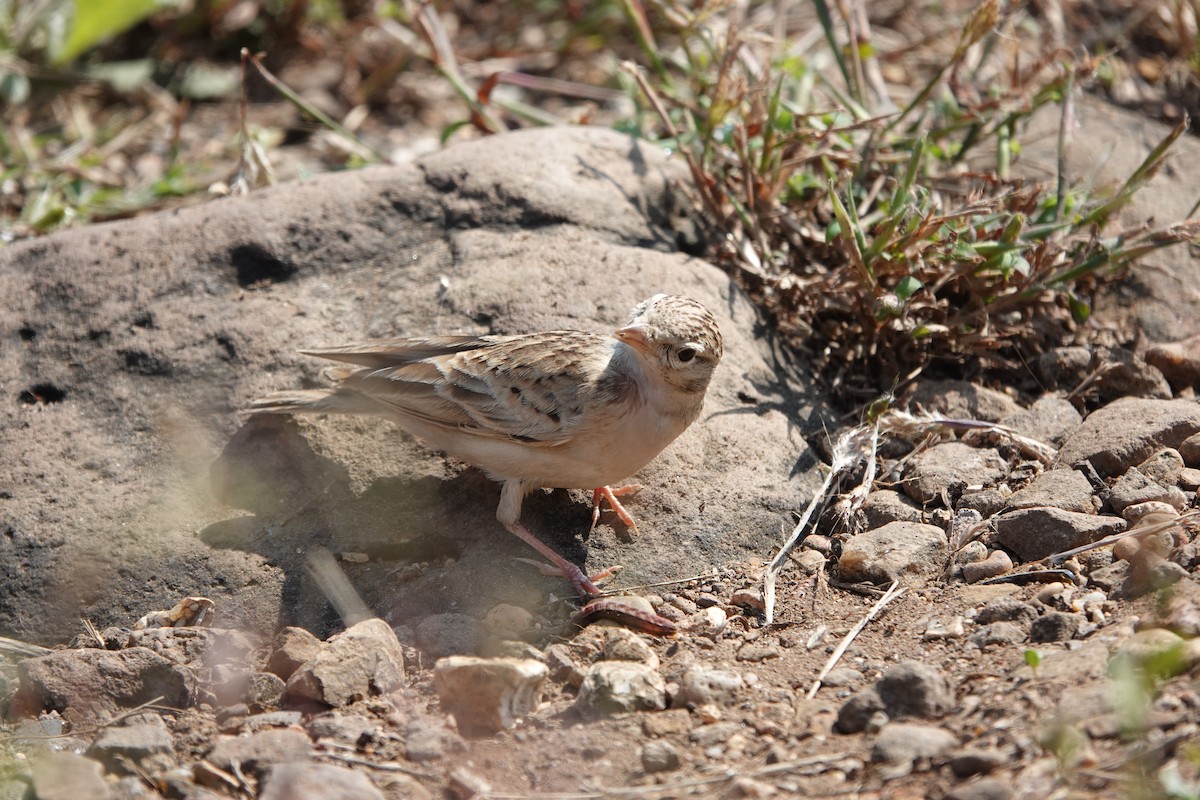 Жайворонок тибетський - ML645792196