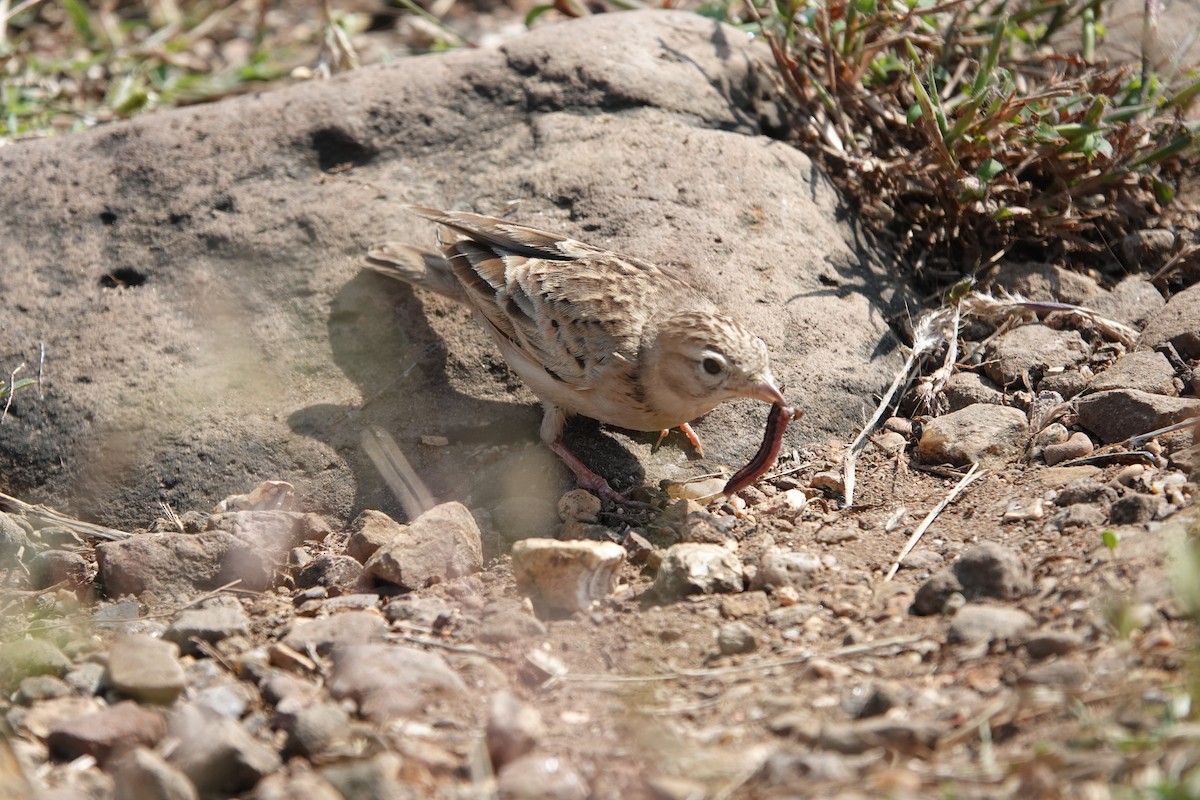 Жайворонок тибетський - ML645792197