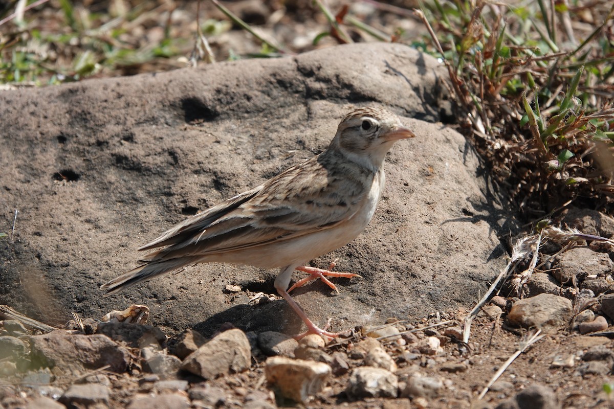 Жайворонок тибетський - ML645792199