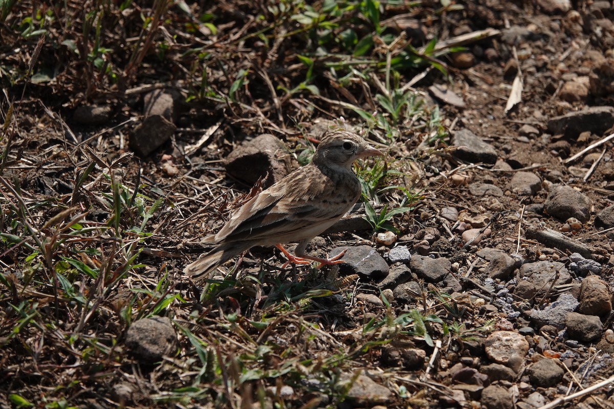 Жайворонок тибетський - ML645792200