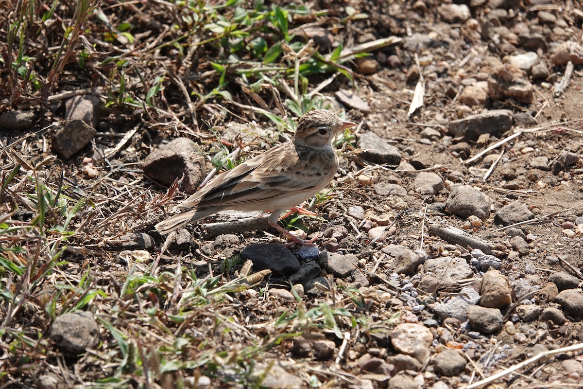 Жайворонок тибетський - ML645792201