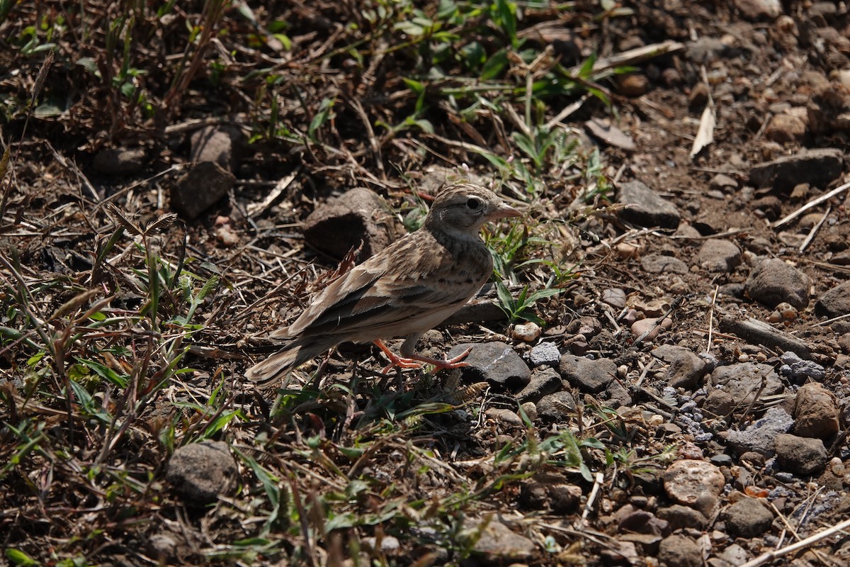 Жайворонок тибетський - ML645792202