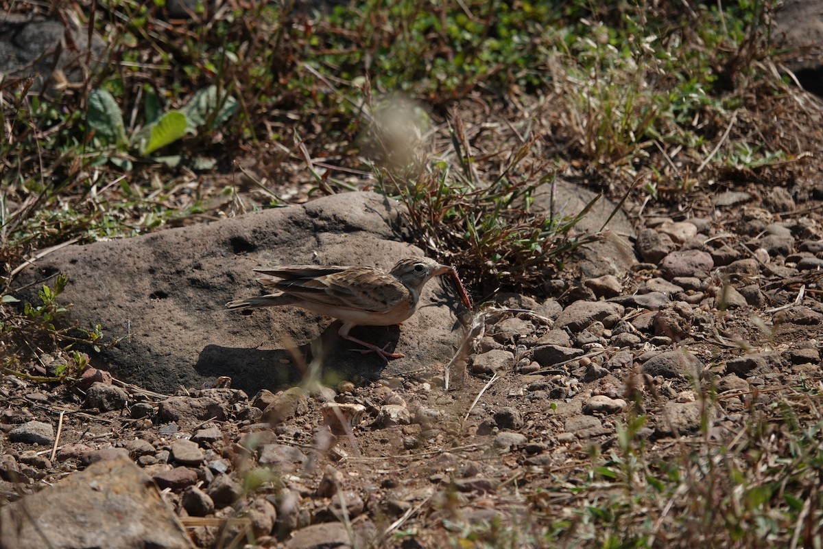 Жайворонок тибетський - ML645792203