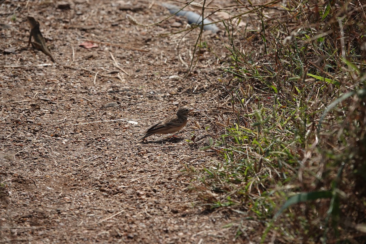 Жайворонок тибетський - ML645792204