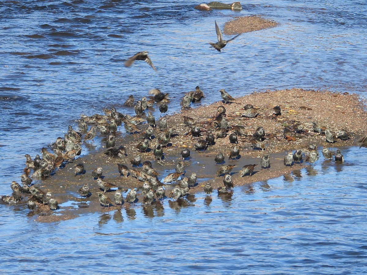 European Starling - ML645792214