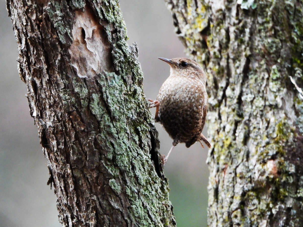 Winter Wren - ML645792224