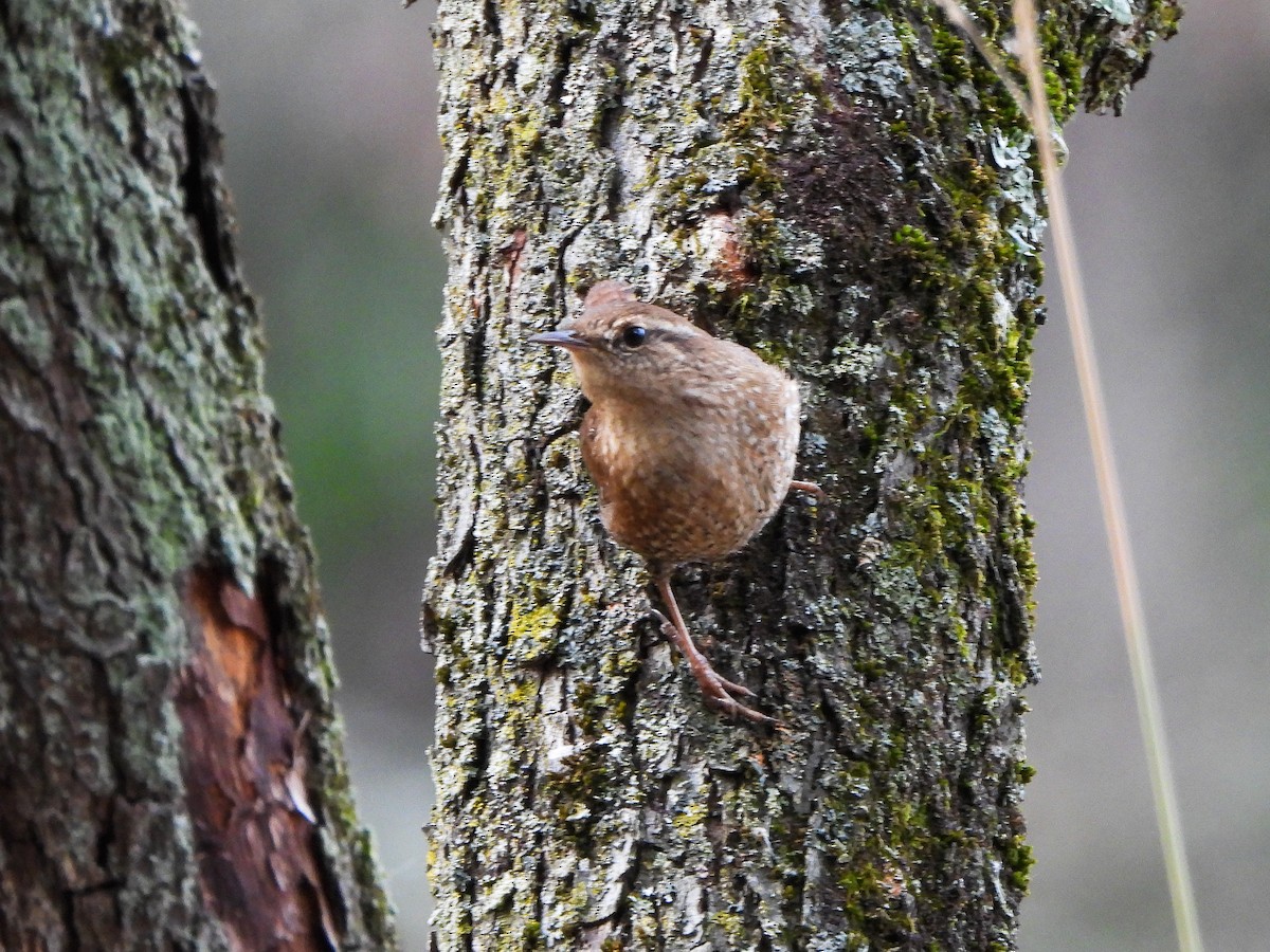 Winter Wren - ML645792228