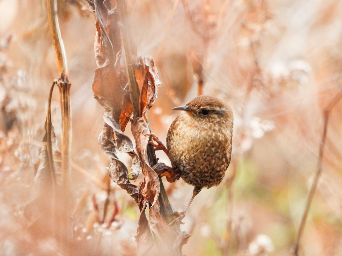 Winter Wren - ML645792230