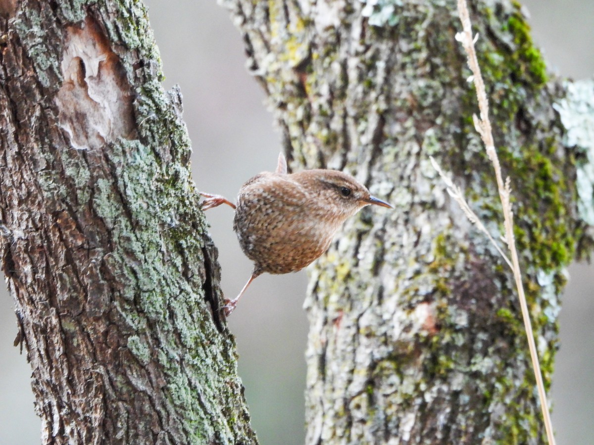 Winter Wren - ML645792231