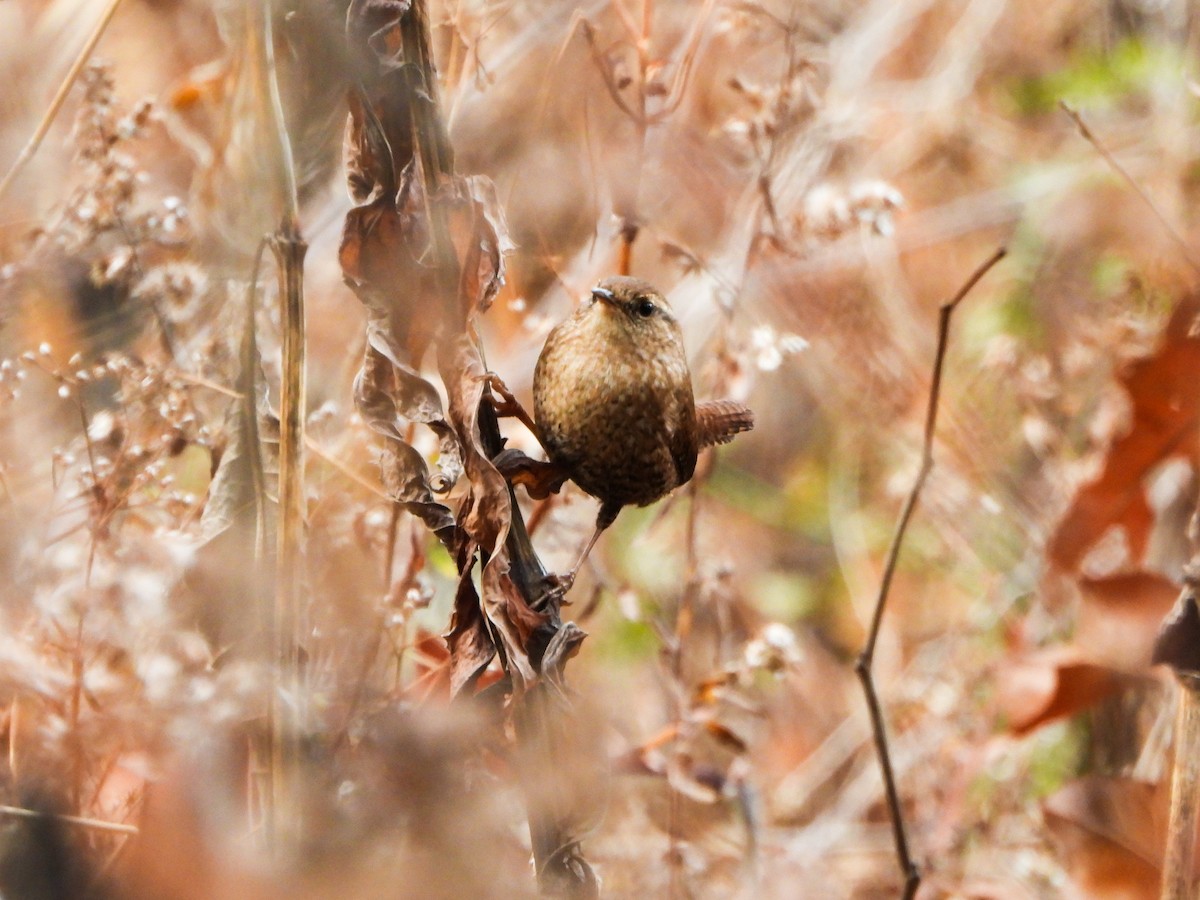 Winter Wren - ML645792232