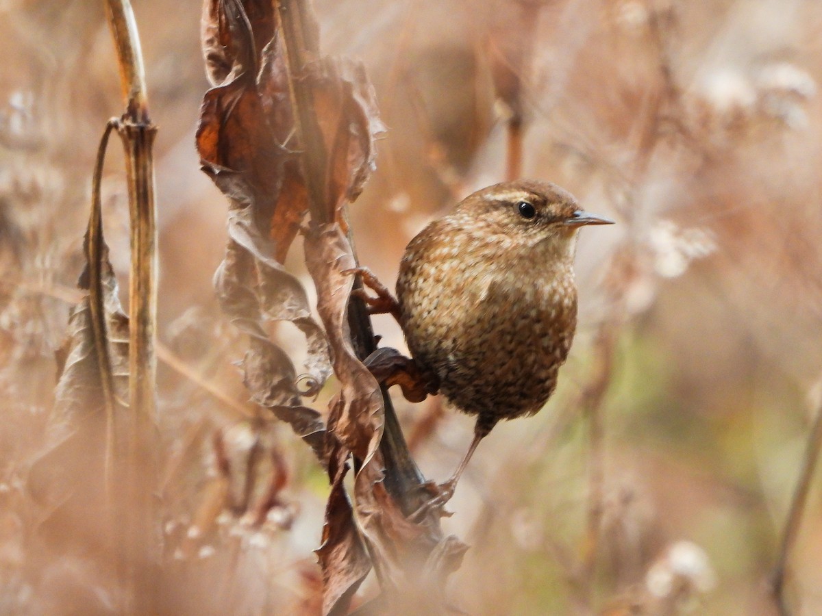 Winter Wren - ML645792233
