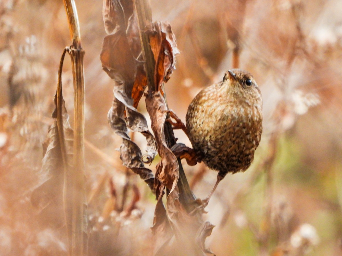 Winter Wren - ML645792234