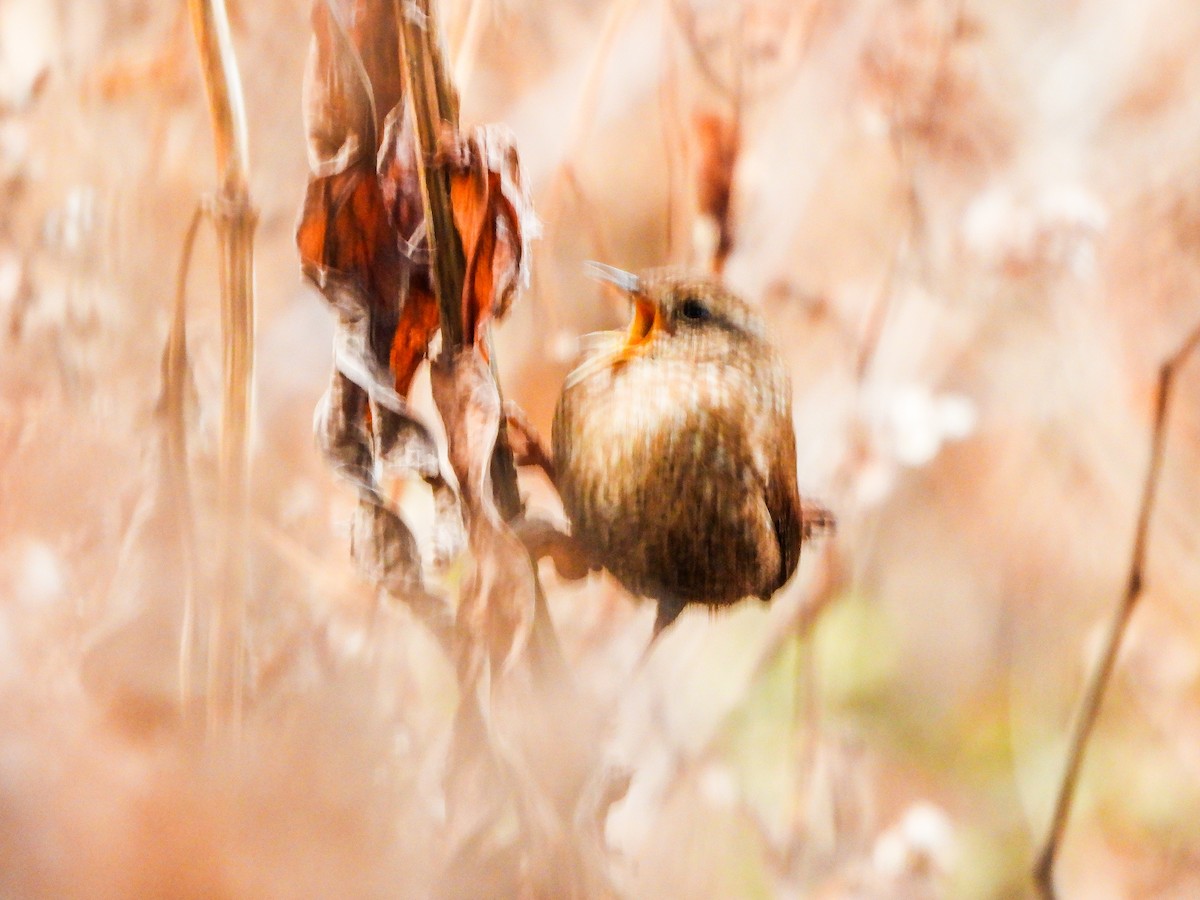 Winter Wren - ML645792235