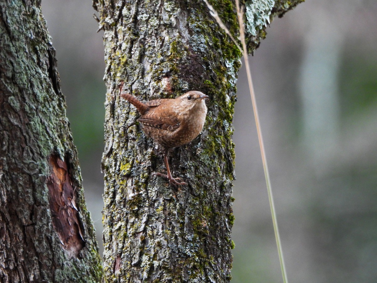 Winter Wren - ML645792236