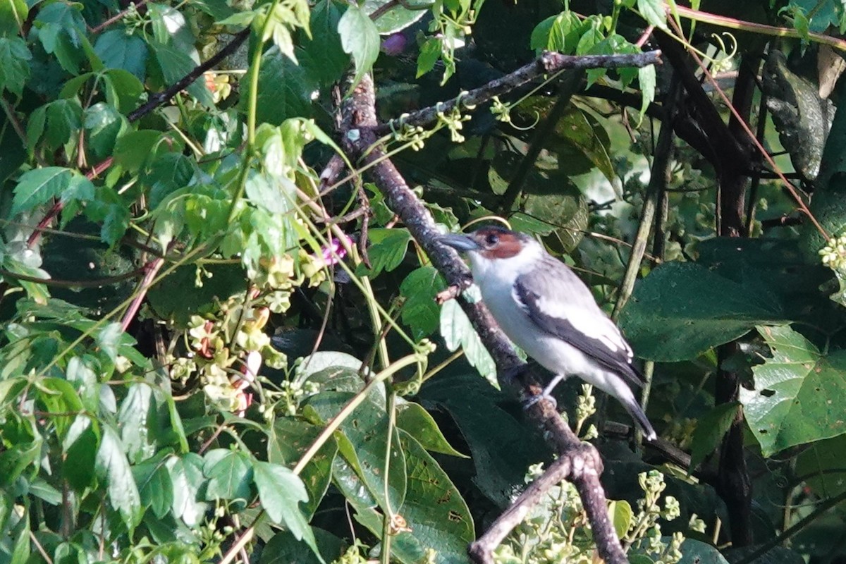 Black-crowned Tityra - ML645792252