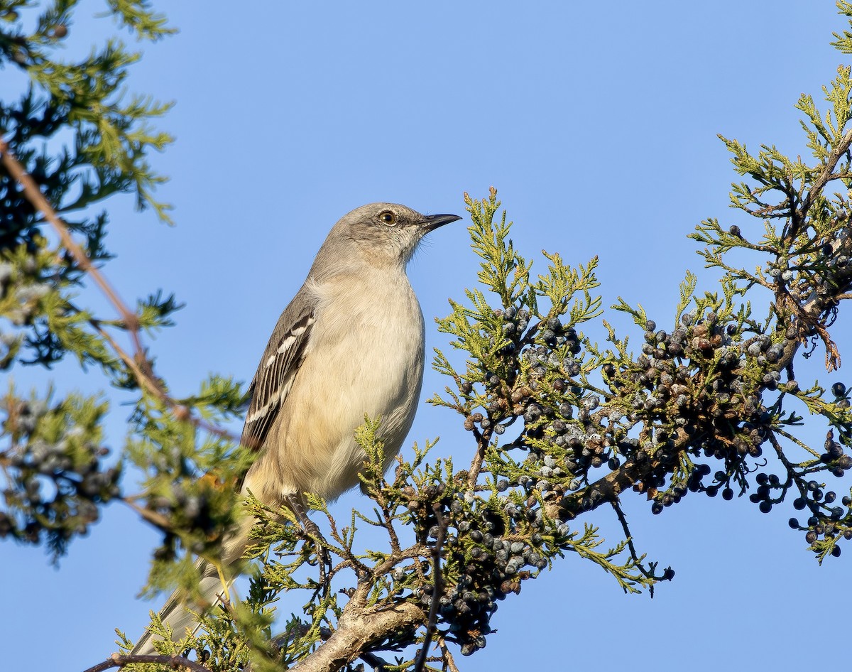 Moqueur polyglotte - ML645792256