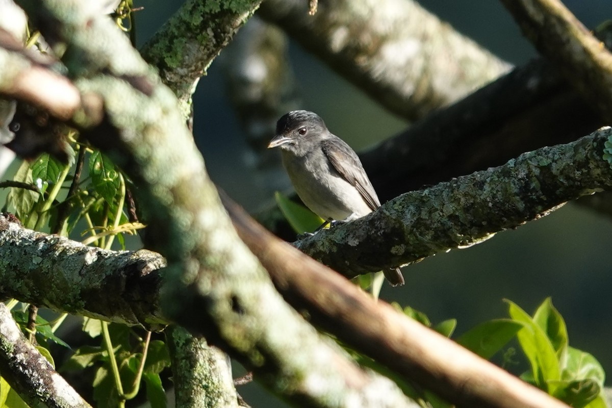 Rose-throated Becard - ML645792257