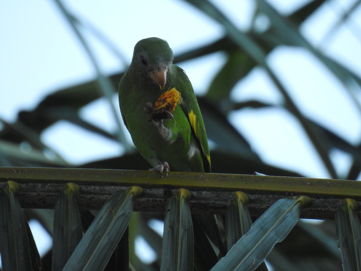 White-winged Parakeet - ML645792270