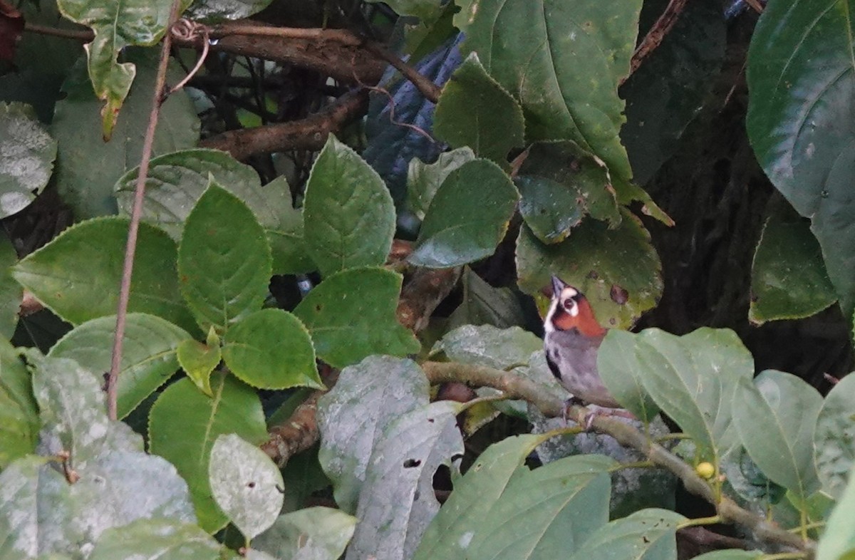 Cabanis's Ground-Sparrow - ML645792271