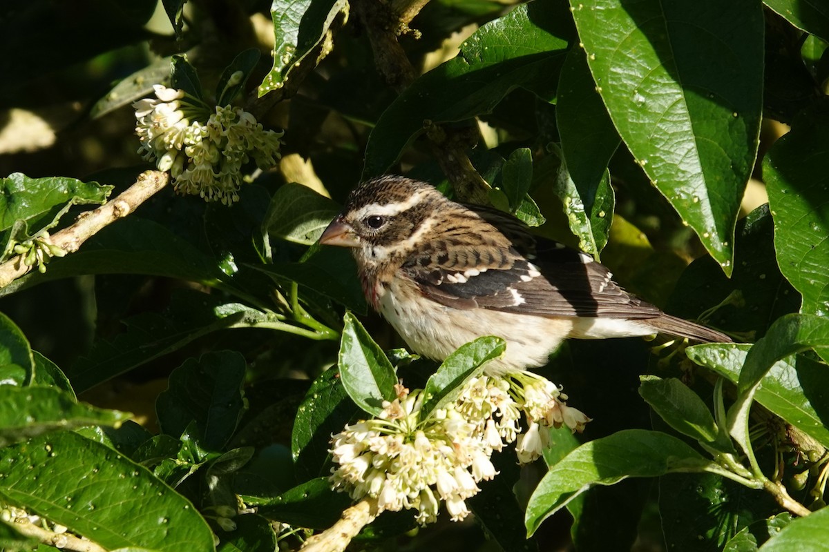 dlaskovec růžovoprsý - ML645792281