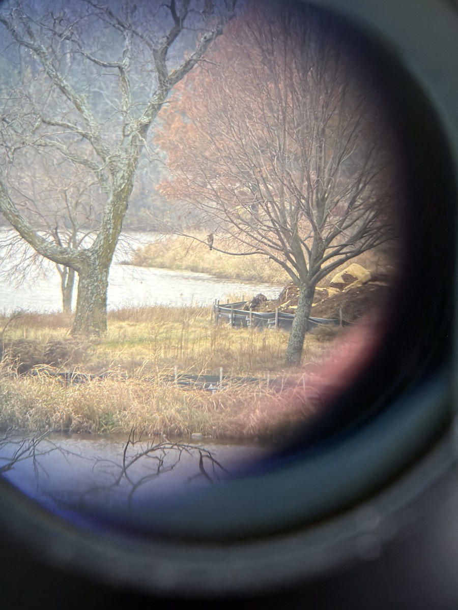 Red-shouldered Hawk - ML645792285