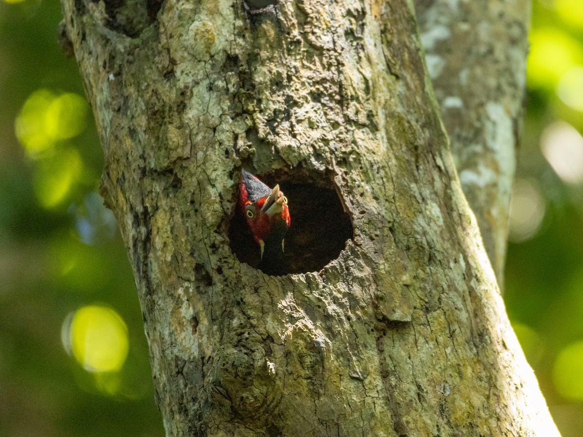 Pale-billed Woodpecker - ML645792311