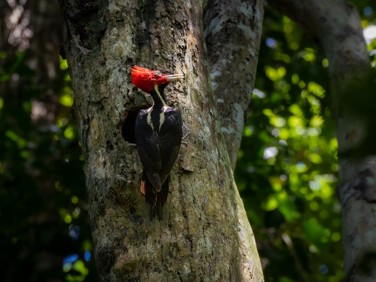 Pale-billed Woodpecker - ML645792316