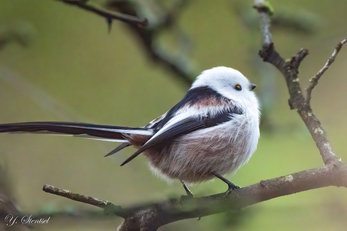 Long-tailed Tit - ML645792333