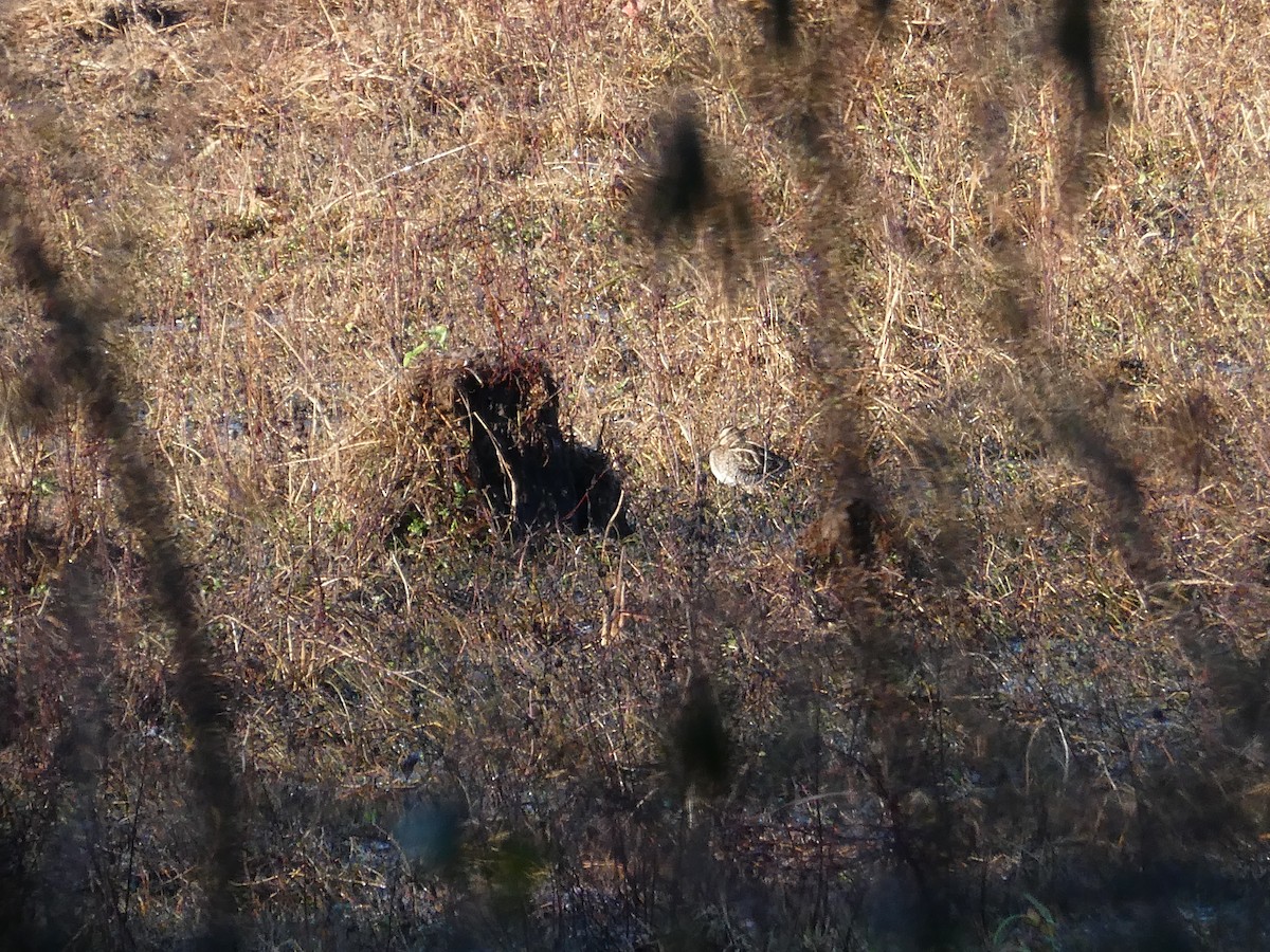 Wilson's Snipe - ML645792341