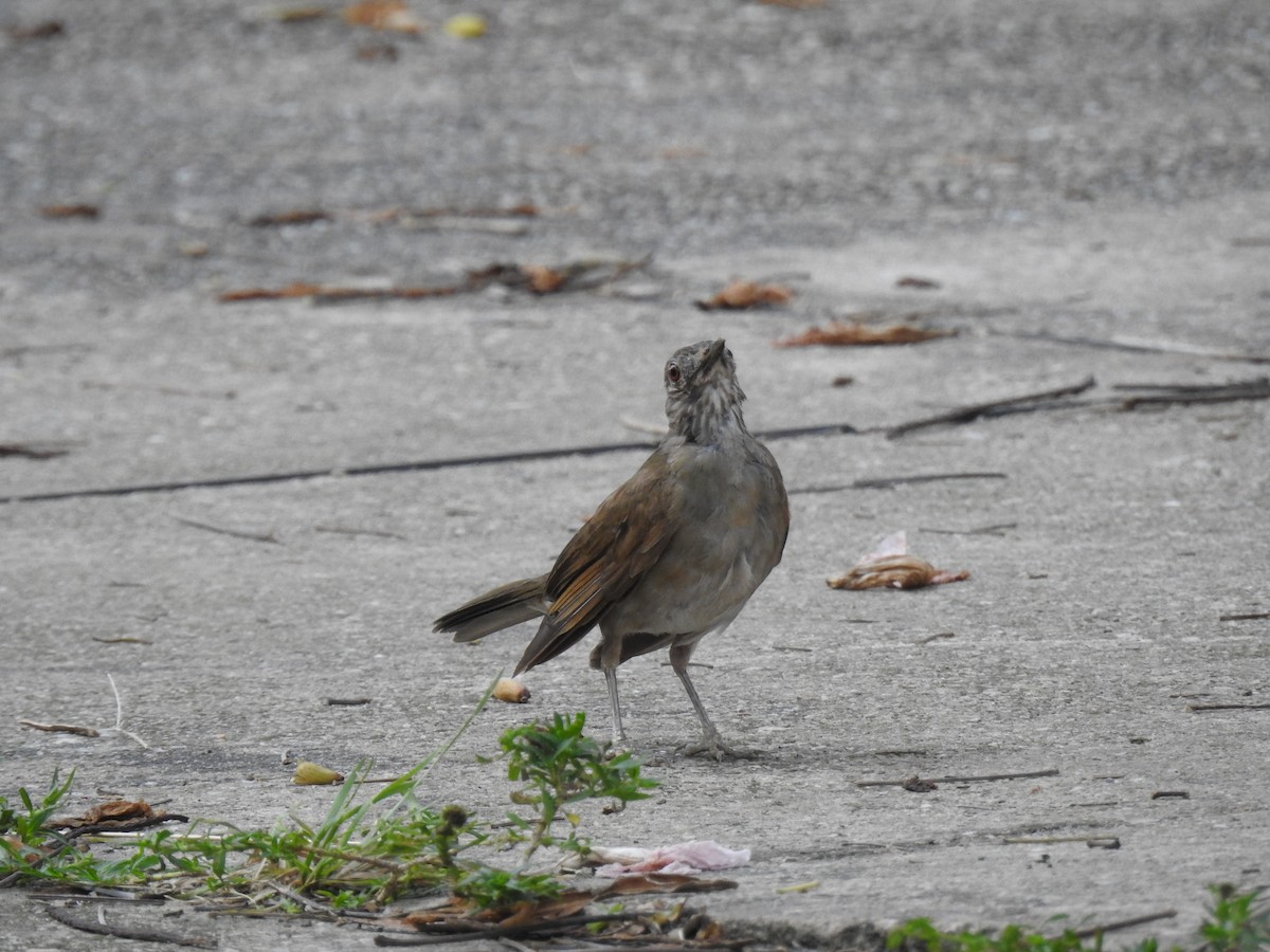 Pale-breasted Thrush - ML645792344