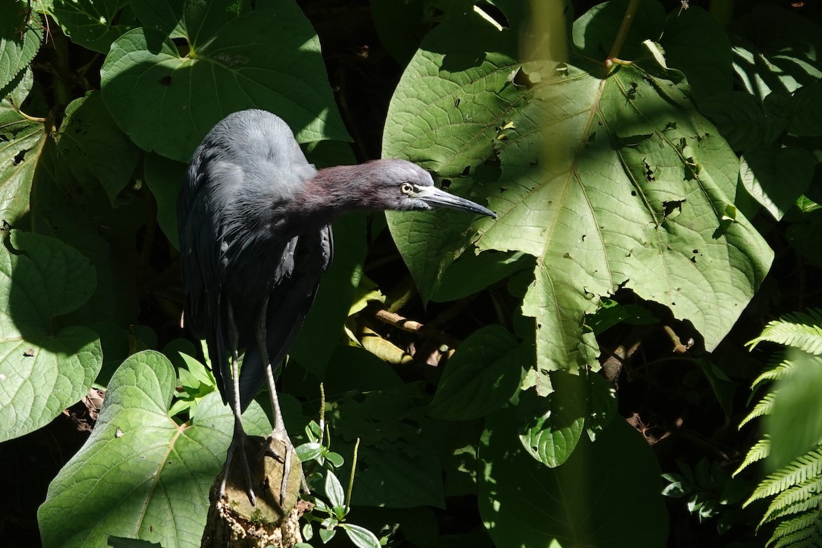 volavka modrošedá - ML645792350