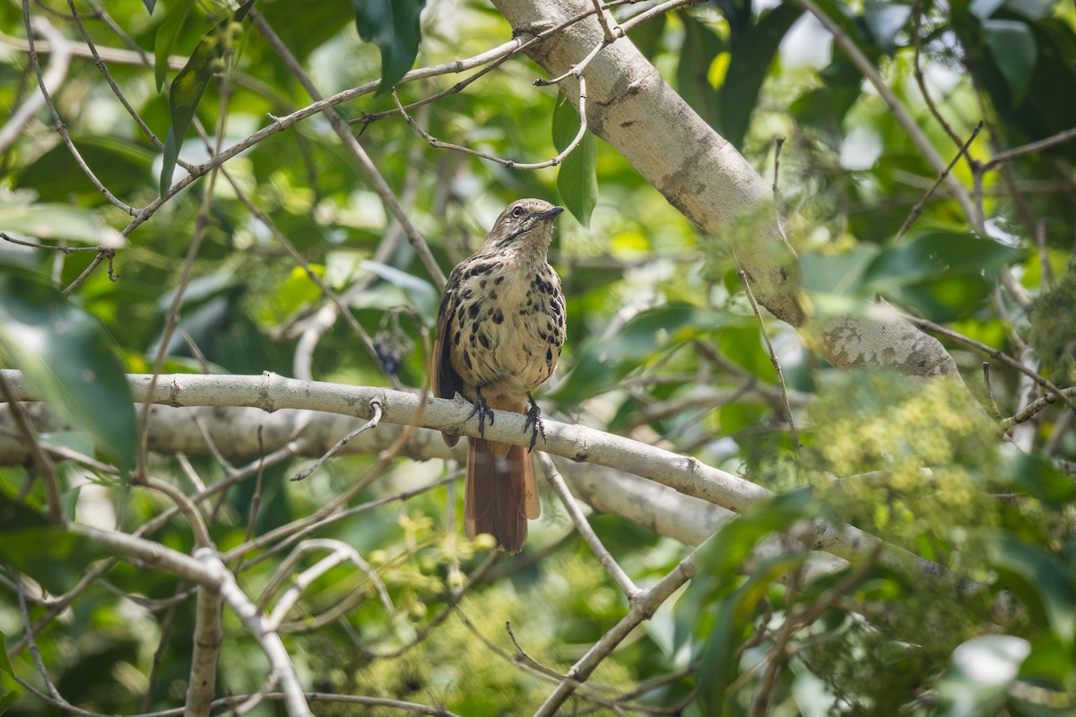 Spotted Morning-Thrush - ML645792351