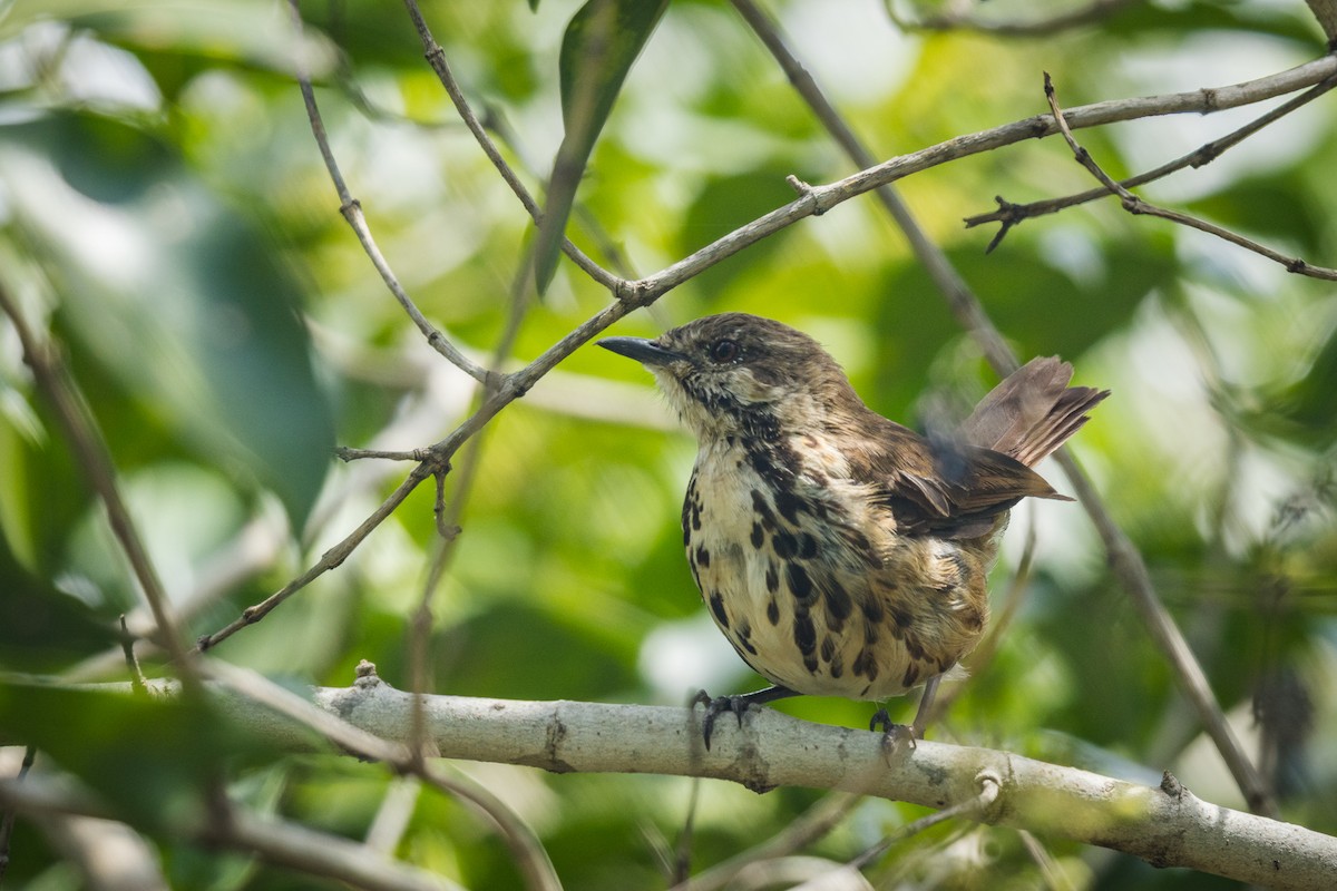 Spotted Morning-Thrush - ML645792352