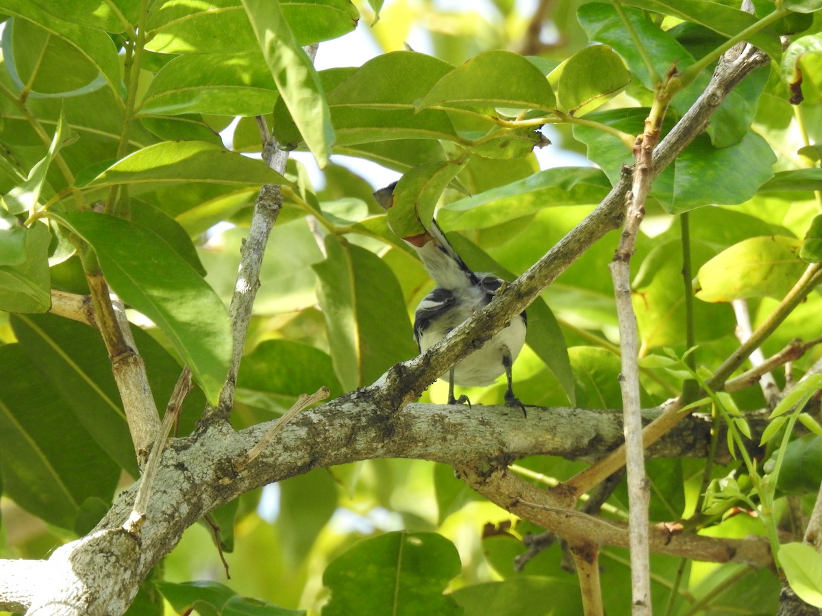 Tropical Gnatcatcher - ML645792361